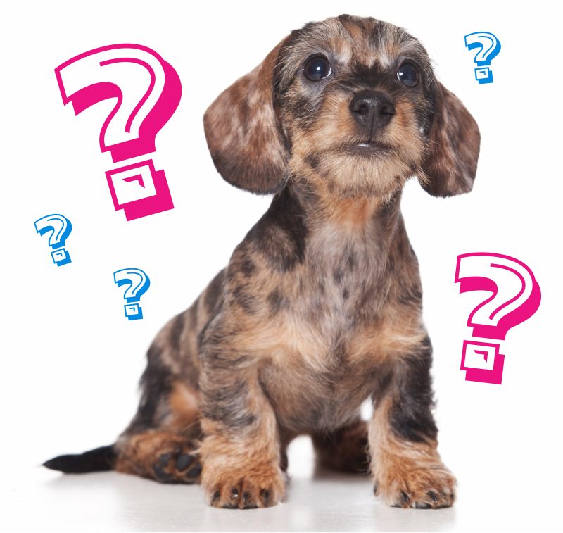 Dog Business Marketing Services - FAQ